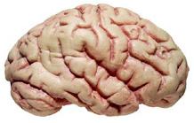 10 عامل مهم تخریب مغز